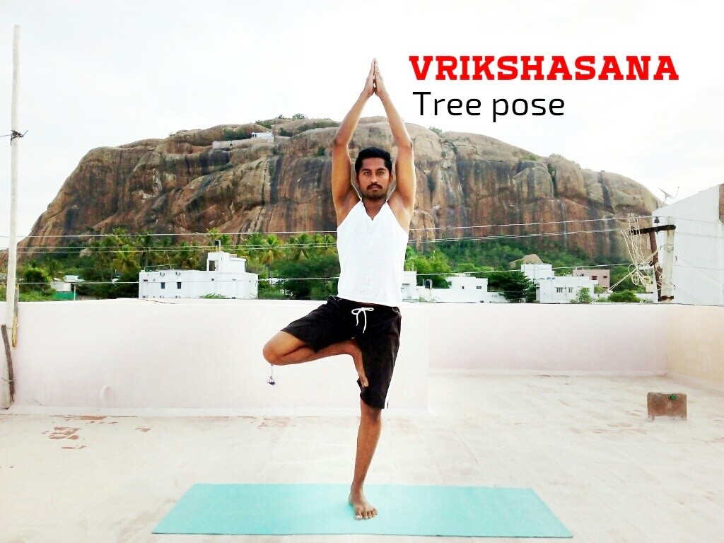 VRIKSHASANA – Tree Pose – விருக்ஷாசனம்