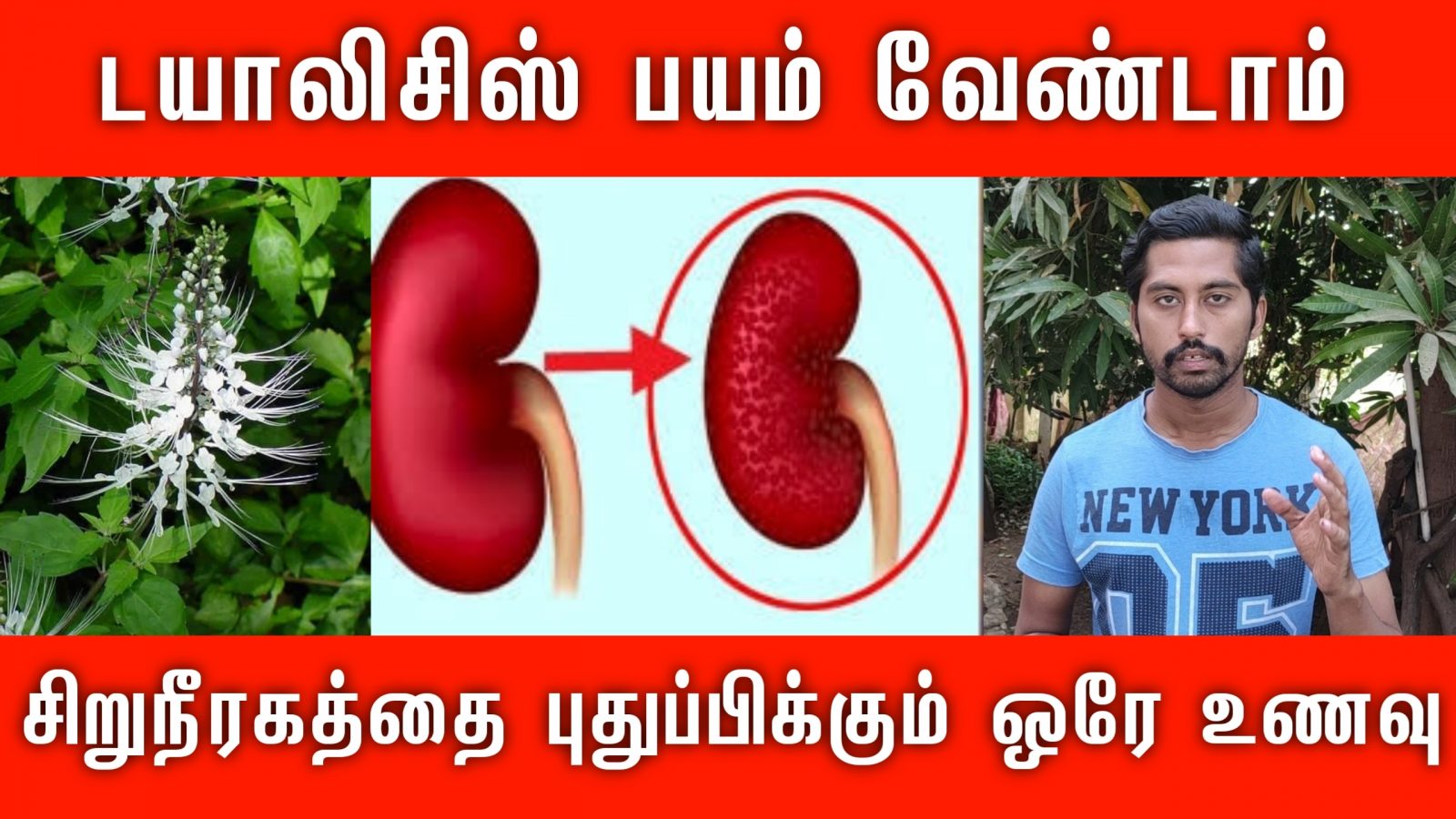 செயலிழந்த சிறுநீரகம் புத்துயிர் பெற உதவும் மூக்கிரட்டை கீரை | kidney failure treatment in tamil